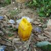 Here is the drink to wash down my Thanksgiving dinner: inside the yellow container (Prestone?) is a very tasty drink the villagers make from the sap of the palm tree. This drink was not fermented, but they can allow it to ferment to produce a type of palm wine.