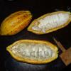 Cocoa pod cut open. The beans have a membrane around them. It is kind of sweet and can be eaten, but the beans are very bitter to bite into.