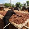 The cocoa beans are laid out on mats to dry in the sun and then turned over by hand.