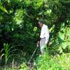 Learning to use the Gold Bug 2. Notice the dense bush makes detecting difficult even for a small coil.