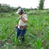 Lucky Joe detects in a corn field deep in the bush... Farmers hike in when the crops are ready, pick them and then hike out with a basket full of corn on top of their head.